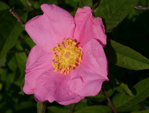 Wanigas Swamp Rose