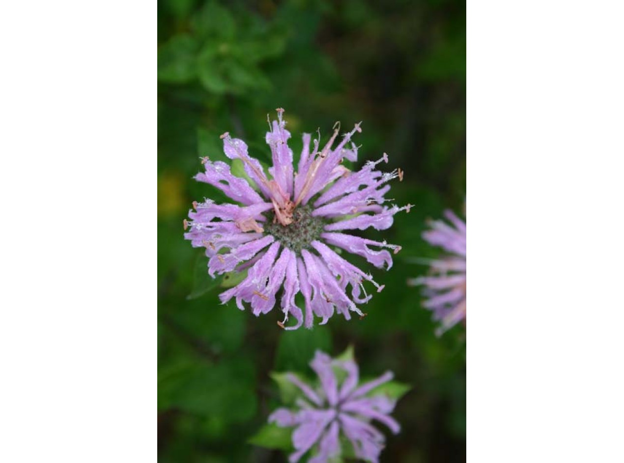 Kansas Wild Bergamot