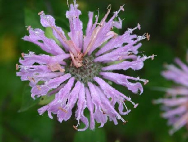 Kansas Wild Bergamot
