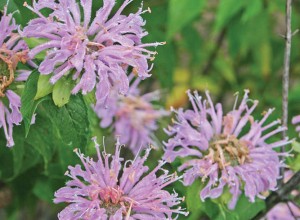 Kansas Wild Bergamot