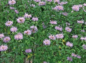 Kansas Wild Bergamot