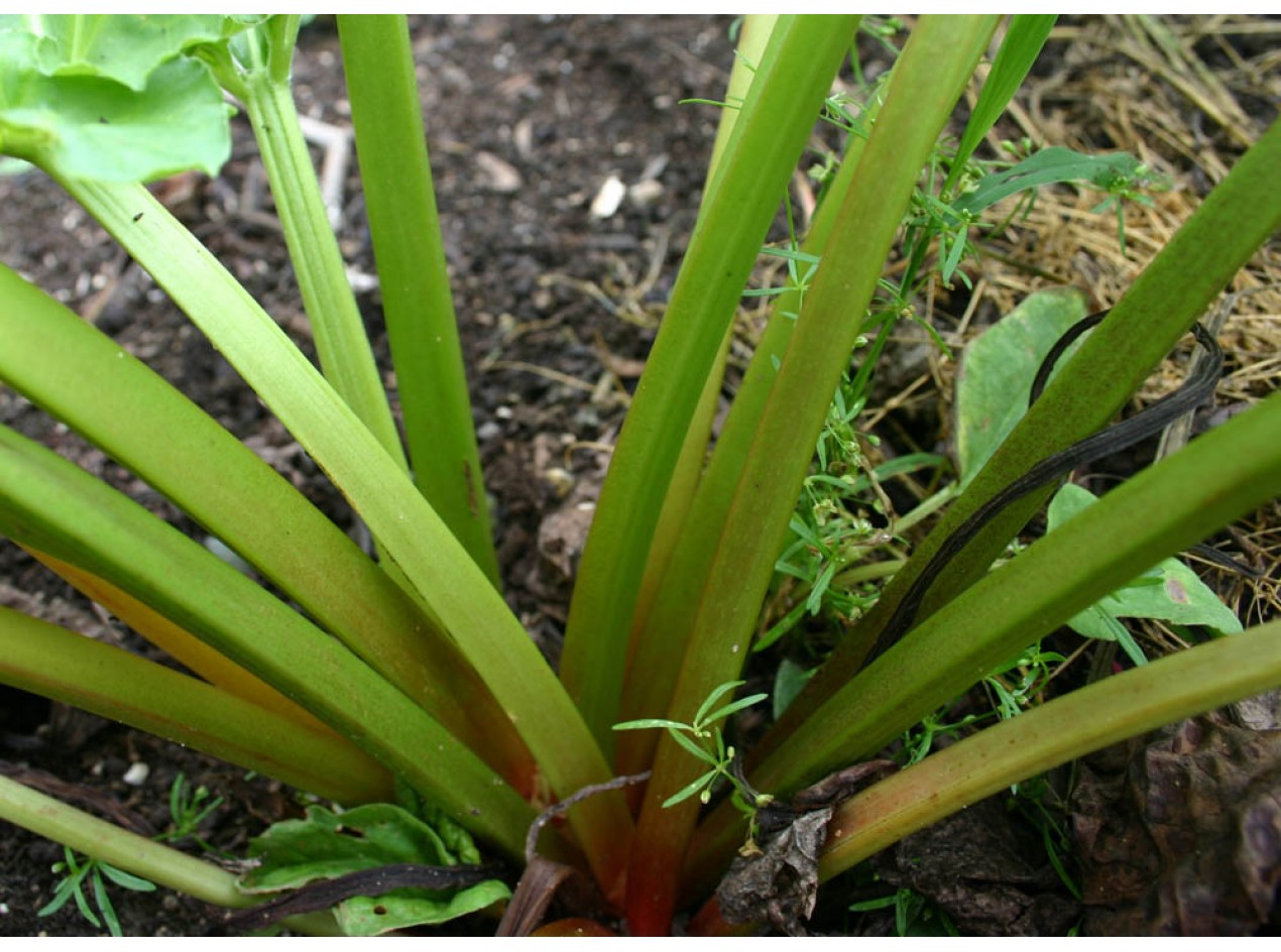 Glaskins Perpetual Rhubarb Seeds