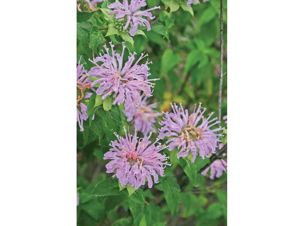 Kansas Wild Bergamot Seeds