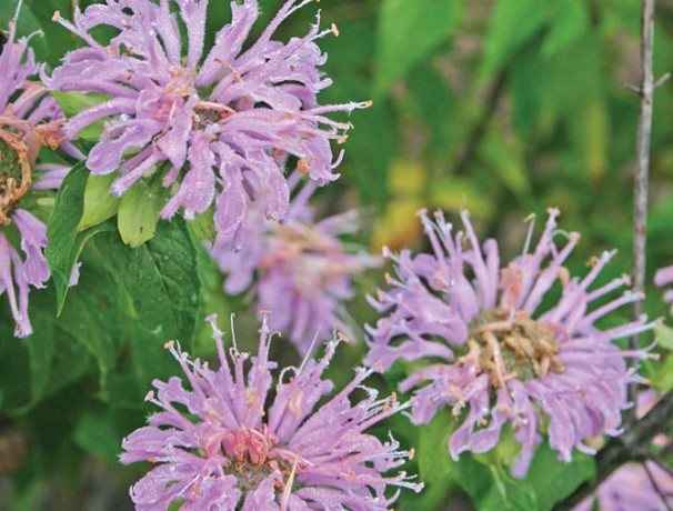 Kansas Wild Bergamot Seeds