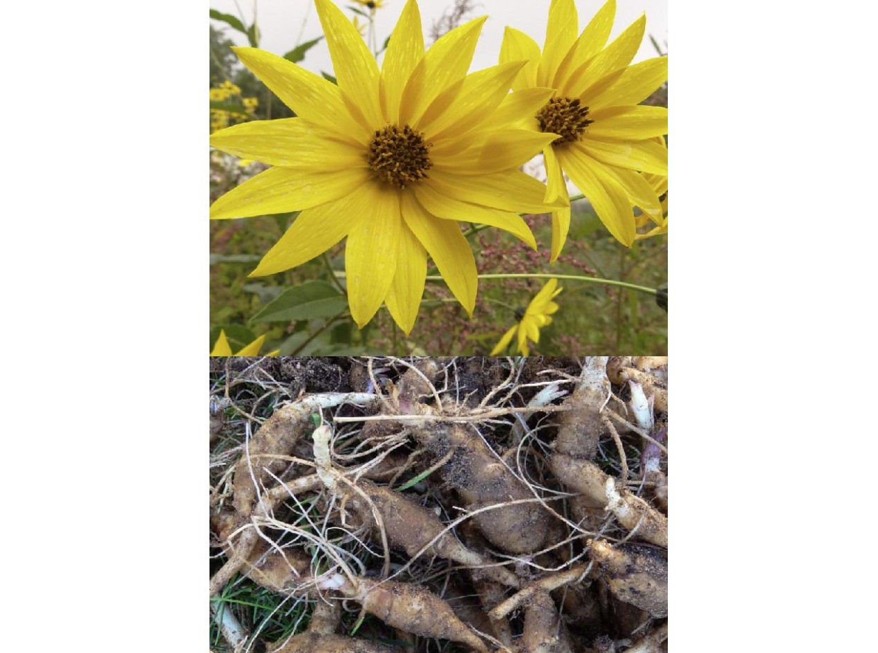 White Dwarf Sunchoke
