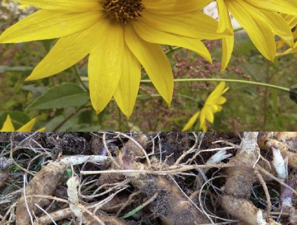 White Dwarf Sunchoke