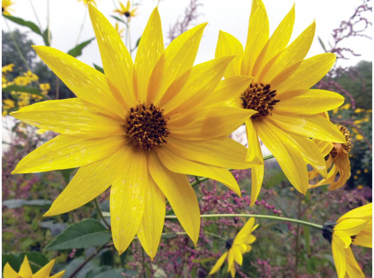 Dwarf Sunray Sunchoke