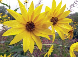 White Dwarf Sunchoke