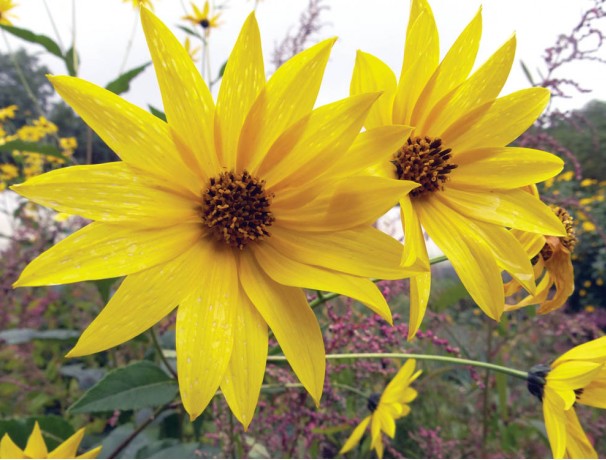 Dwarf Sunray Sunchoke