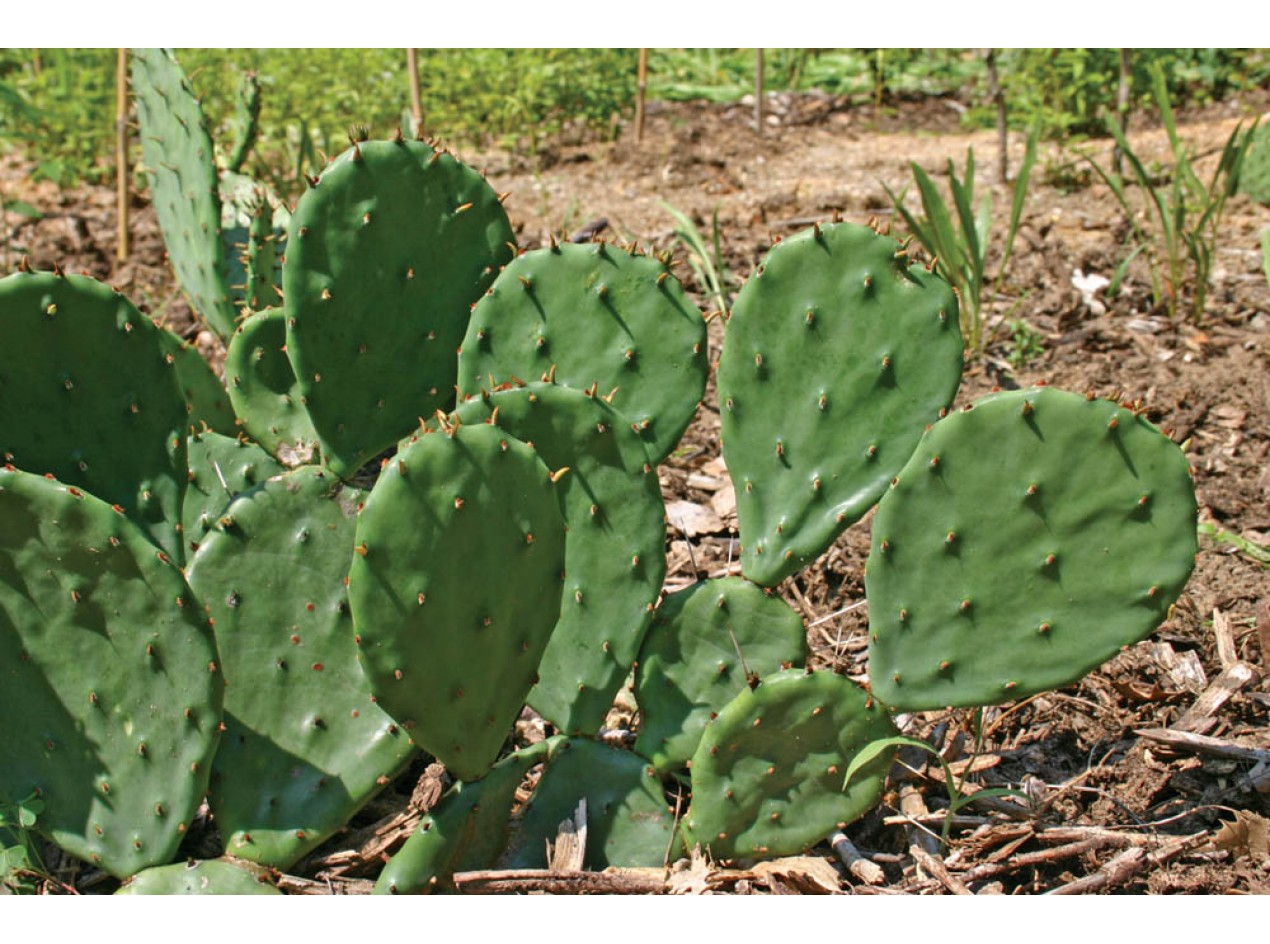 Rafine Prickly Pear