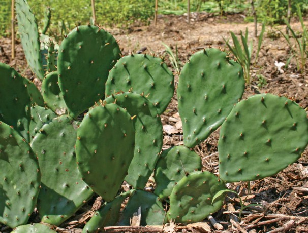 Rafine Prickly Pear