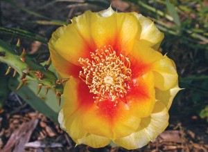 Rafine Prickly Pear