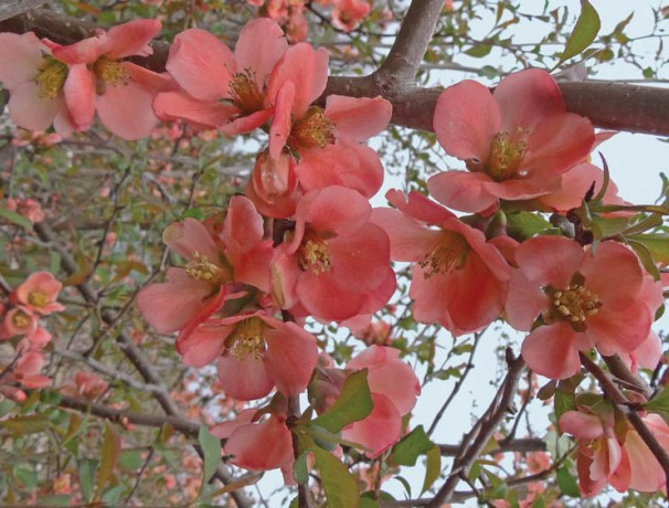 Flowering Quince