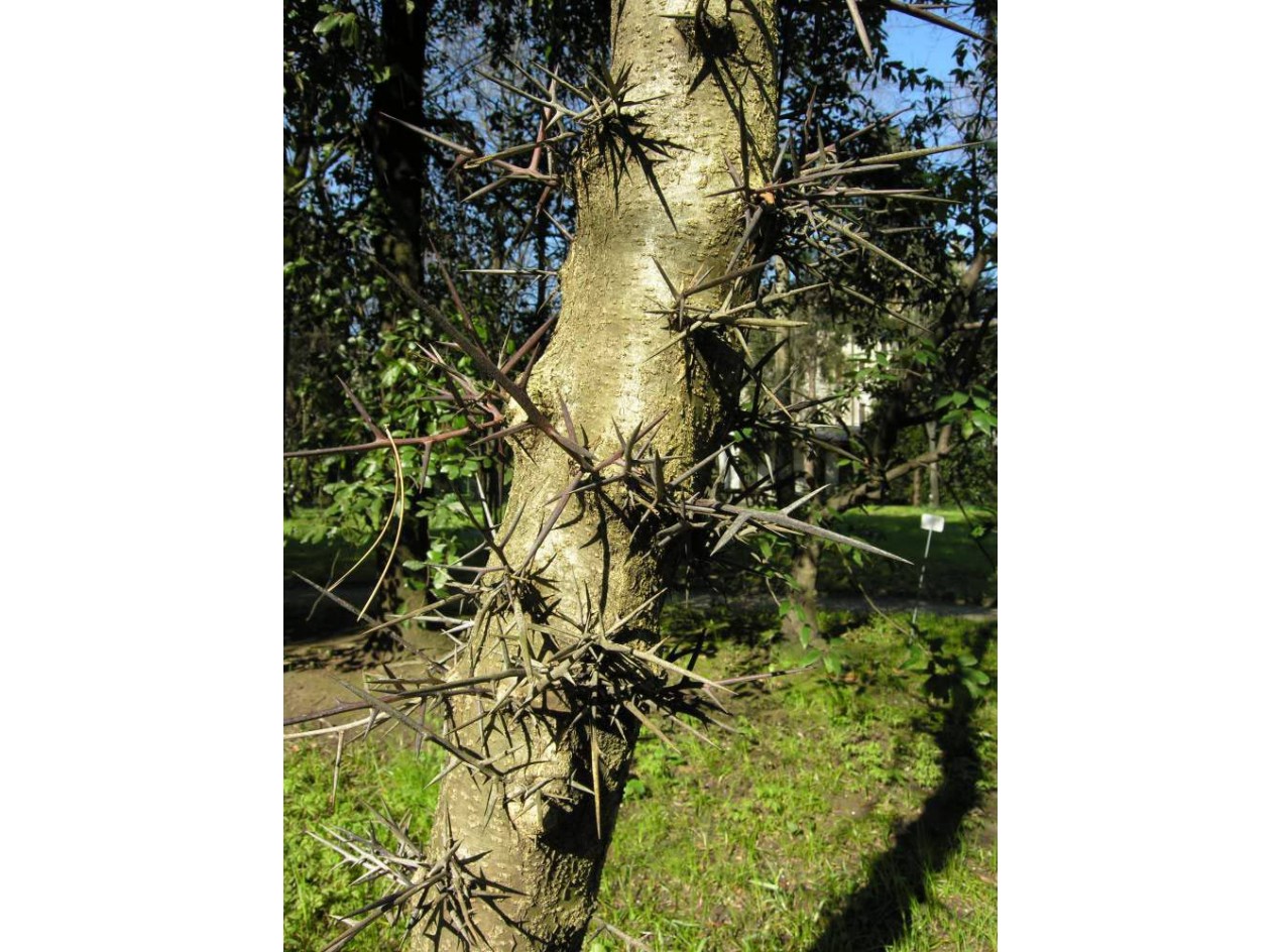 Caspian Honeylocust