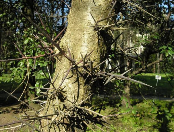 Caspian Honeylocust Caspian Honeylocust