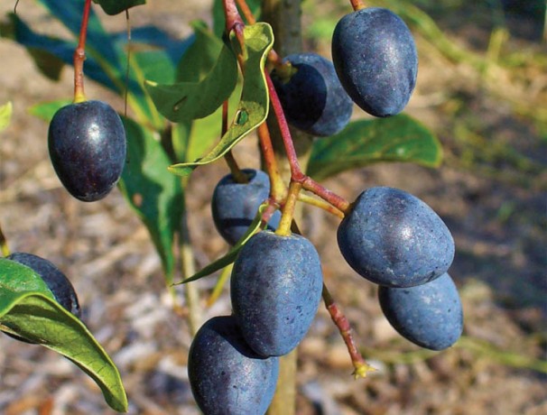 White Fringetree White Fringetree