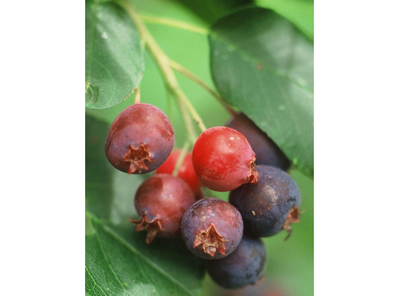 Success Running Serviceberry