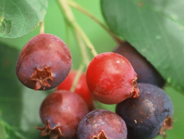 Success Running Serviceberry