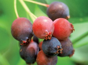 Success Running Serviceberry