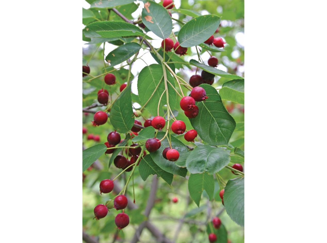Blue Profusion Juneberry