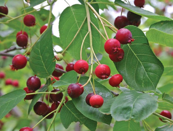 Blue Profusion Juneberry