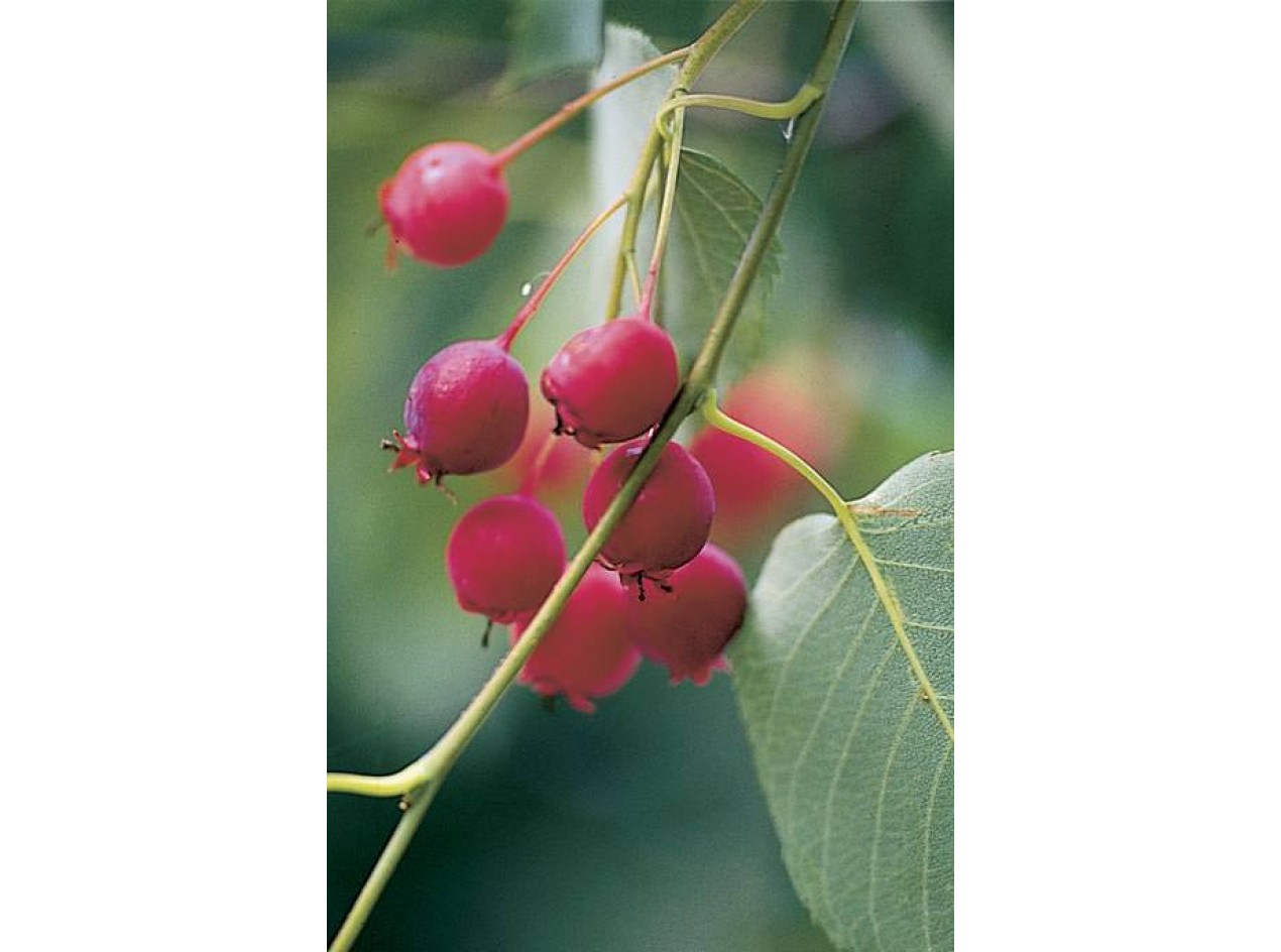 Tree Serviceberry