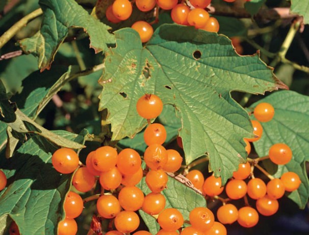 Flava American Cranberrybush Flava American Cranberrybush