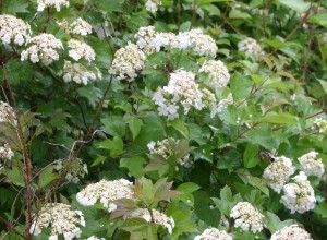 Flava American Cranberrybush