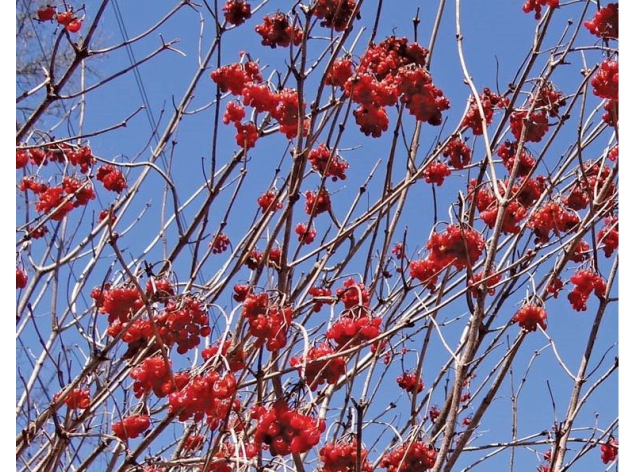 Fruitfull American Cranberrybush