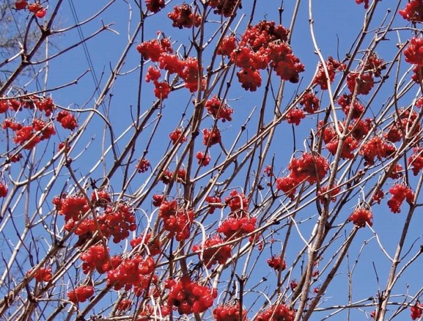 Fruitfull American Cranberrybush Fruitfull American Cranberrybush