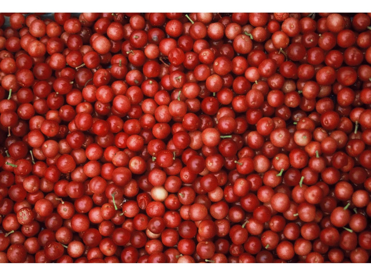 Fruitfull American Cranberrybush Seeds