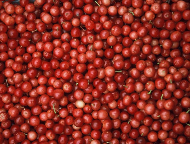 Fruitfull American Cranberrybush Seeds