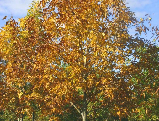 Shellbark Hickory