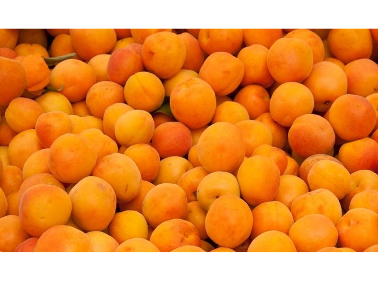 Manchurian Apricot