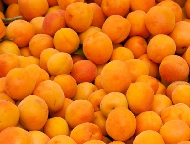 Manchurian Apricot