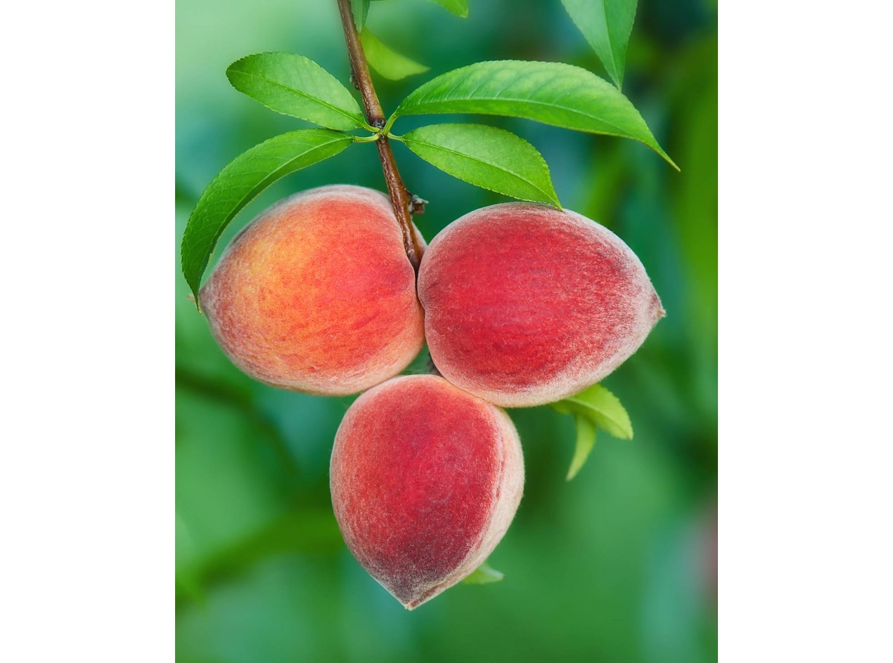 Mackinaw Peach