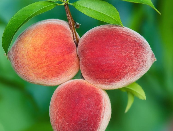 Mackinaw Peach