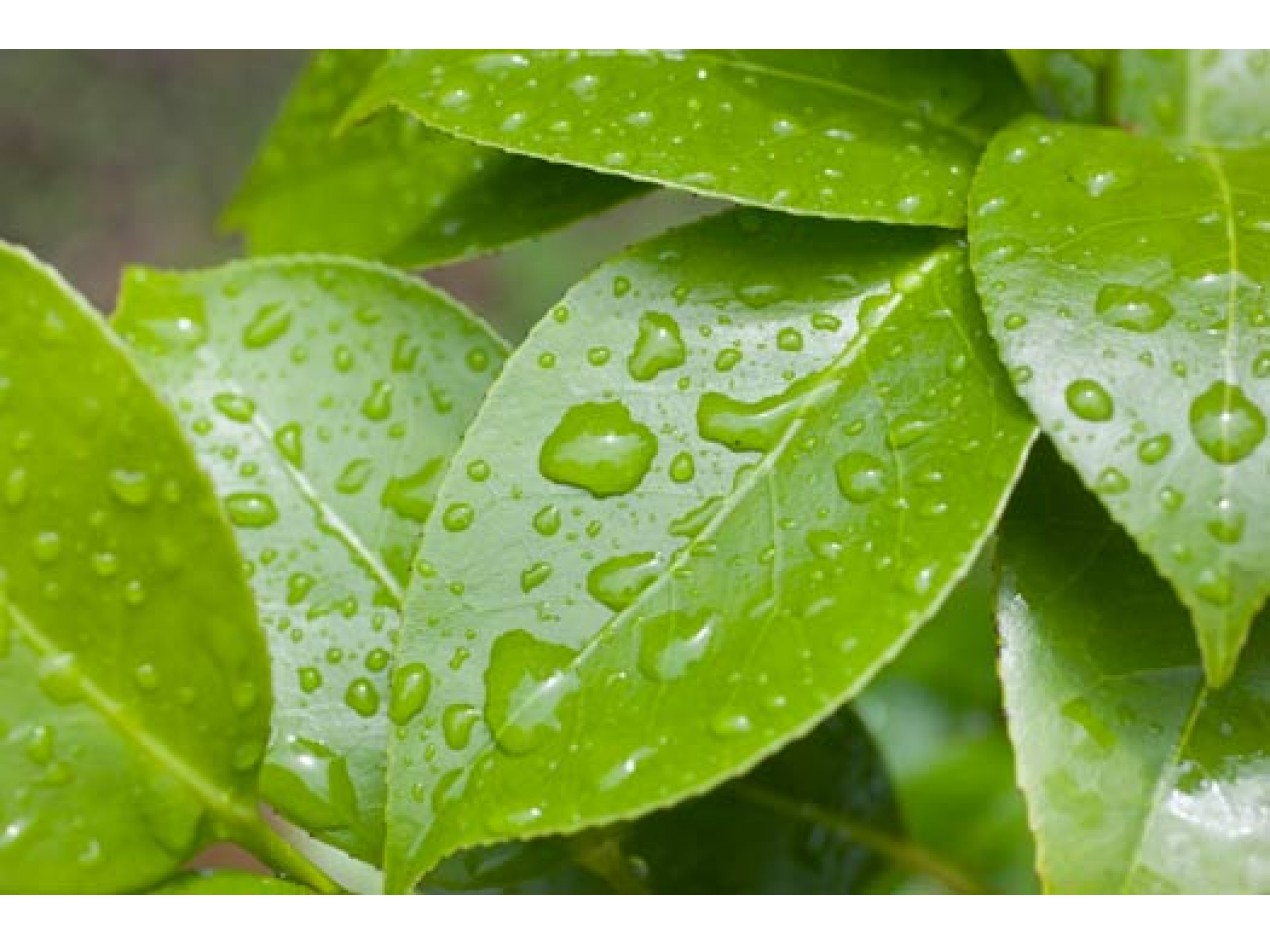 Small Leaf Green Tea