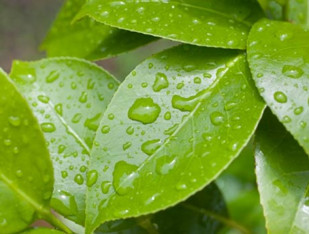 Small Leaf Green Tea