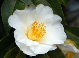 Small Leaf Green Tea
