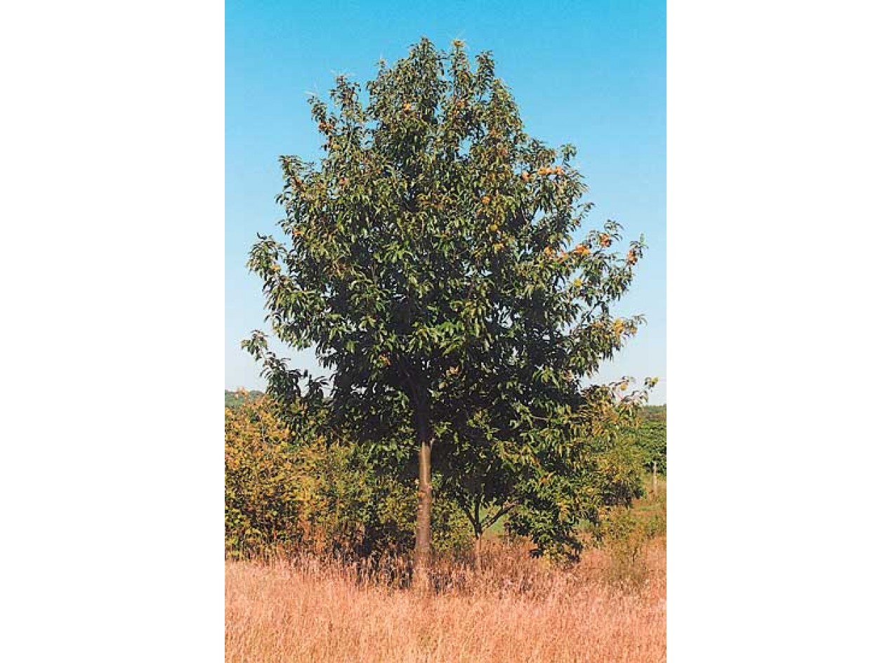 American Hybrid Chestnut
