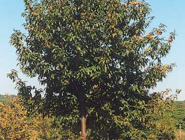 American Hybrid Chestnut