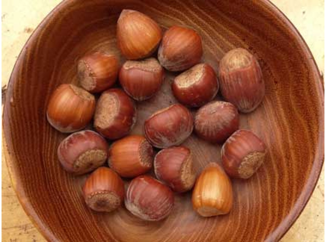 Ken's Select Hazelnut