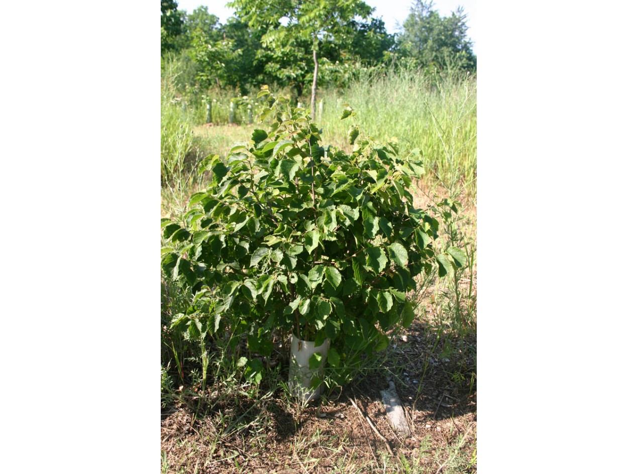 Dwarf American Hazelnut