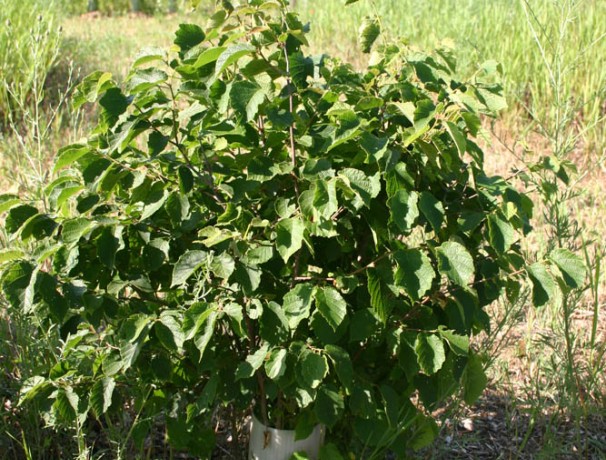 Dwarf American Hazelnut