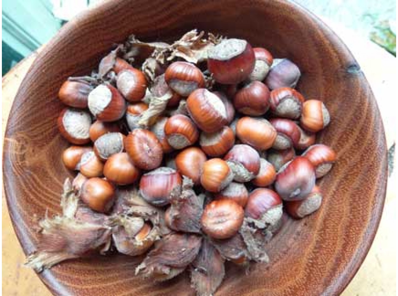 Skinner American Hazelnut