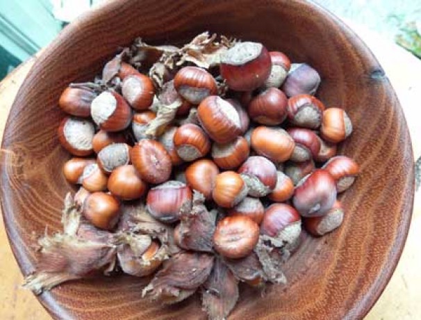 Skinner American Hazelnut