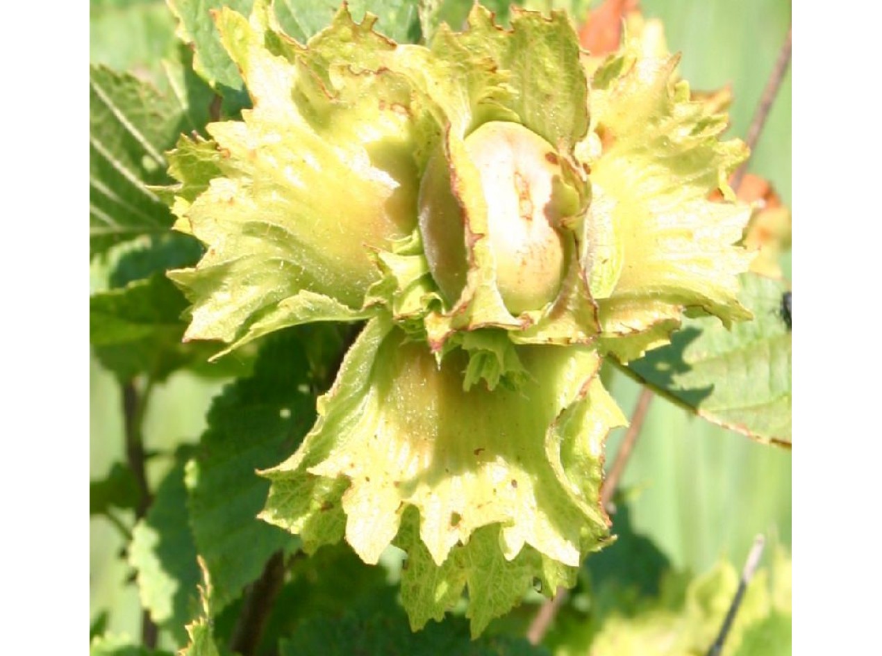 Ecos American Hazelnut