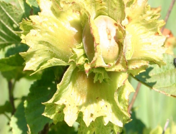 Ecos American Hazelnut