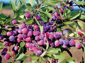 Dunbars Plum